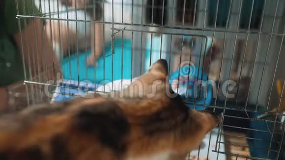 猫在笼子里抓到一只白色宠物老鼠慢动作视频猫在玩老鼠老鼠的生活方式视频的预览图