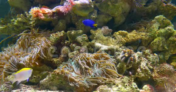 水族馆中的小彩色深海鱼视频的预览图