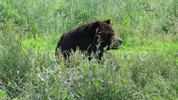 熊在熊国南达科他州视频的预览图