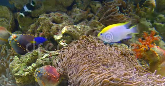 水族馆中的小彩色深海鱼视频的预览图