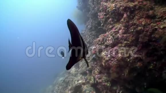 马尔代夫水下蝴蝶鱼海洋天然水族馆视频的预览图