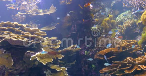 水族馆中的小彩色深海鱼视频的预览图