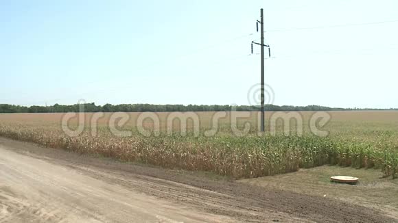 夏日阳光下玉米成熟的农田视频的预览图