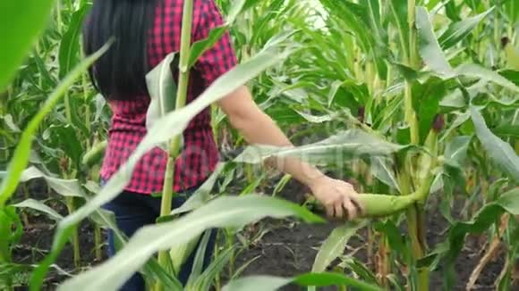 智慧生态收割农业耕作理念农民女孩植物研究员在农场收获玉米芯妇女视频的预览图