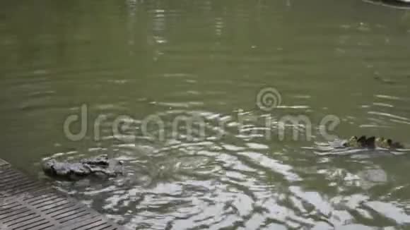 鳄鱼在游泳池里睡觉休息和游泳视频的预览图