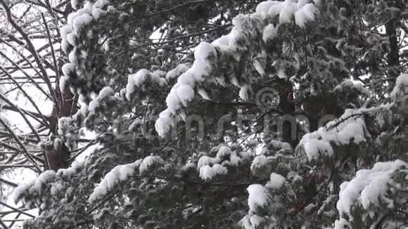 白雪覆盖的树枝圣诞节或自然视频的预览图