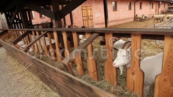 山羊看着镜头特写农场外景农场上美丽的山羊视频的预览图