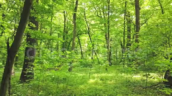 有树木和阳光的森林视频的预览图