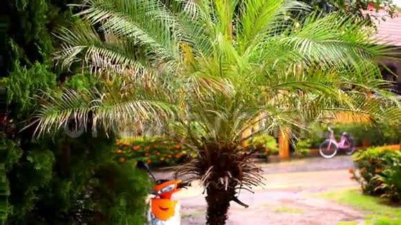 热带地区的雨季棕榈树视频的预览图