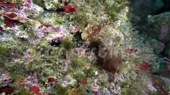巴伦支海的鱼视频的预览图