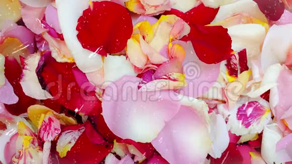 五颜六色的玫瑰花花瓣视频的预览图