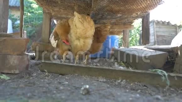 一个养鸡场一个养鸟的慢动作视频视频的预览图