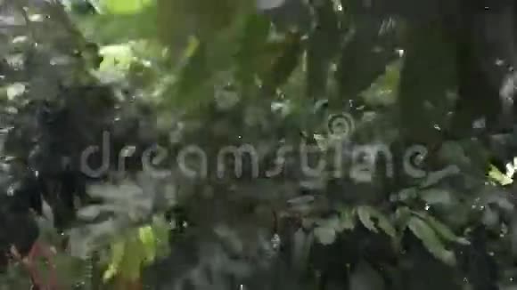 双果皮绿色的树视频的预览图