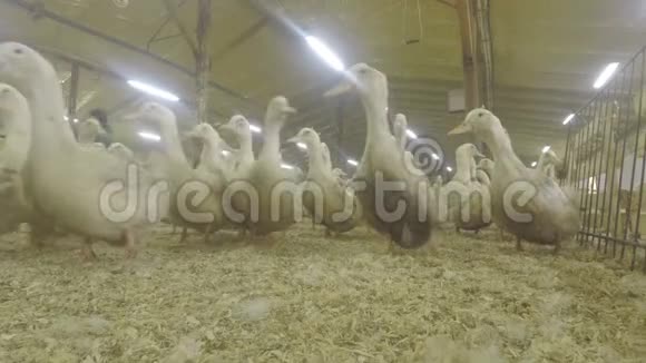 成群的鸭子在畜栏里视频的预览图