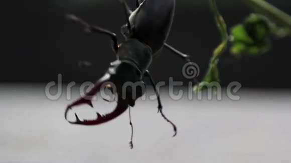 挂在树枝上的臭甲虫昆虫雄鹿视频的预览图