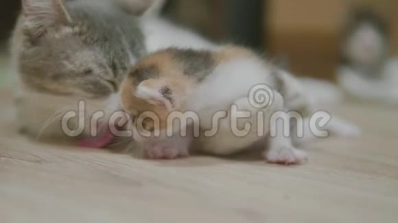 三色猫妈妈抱着小猫走第一步猫舔小猫猫生活方式慢视频视频的预览图