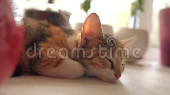 三色小猫在早晨的阳光下睡在窗户上生活方式猫睡在窗户上视频的预览图