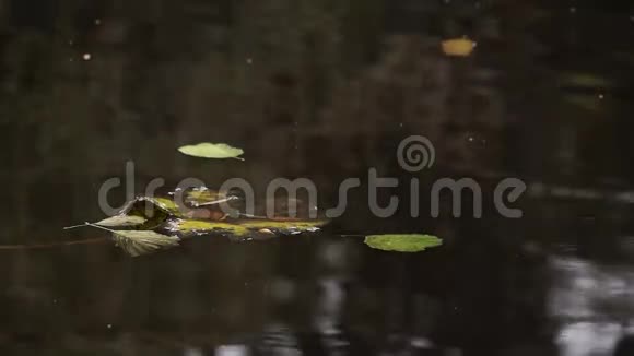 叶子在水里流动的水水面视频的预览图