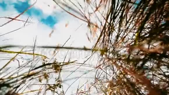 干草映衬蓝天山水秋干映衬蓝天枝映衬背景自然俄罗斯视频的预览图