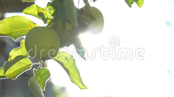 树苹果阳光晨青农业园慢动作视频视频的预览图