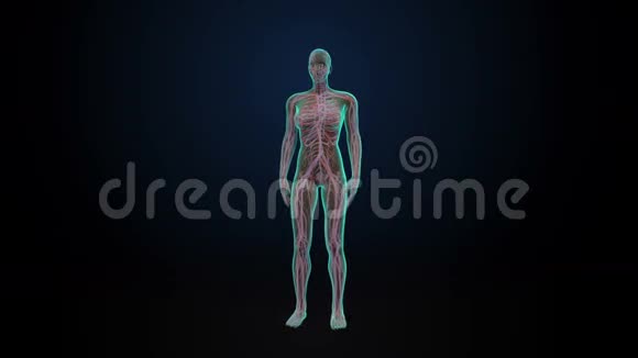 旋转女性人体心血管系统血液系统蓝色X光视频的预览图