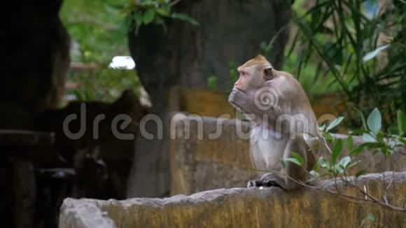 猴子在丛林里吃食物泰国视频的预览图