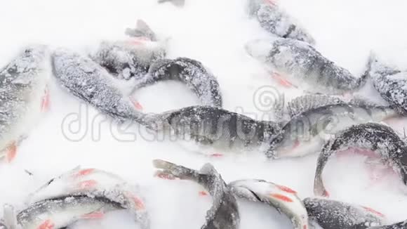 新鲜的鱼在冬天钓鱼视频的预览图