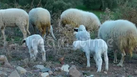 哺乳动物农场动物羊视频的预览图