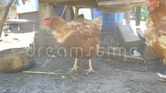农场鸡在院子里的宠物鸟慢动作视频视频的预览图