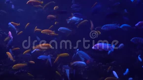 明亮的鱼在水族馆里游泳视频的预览图