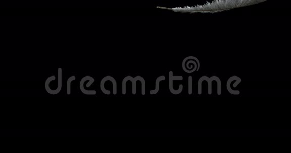 白色羽毛落在黑色背景下诺曼底视频的预览图