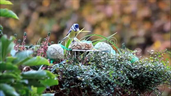 冬天的鸟食花篮里的饲料视频的预览图