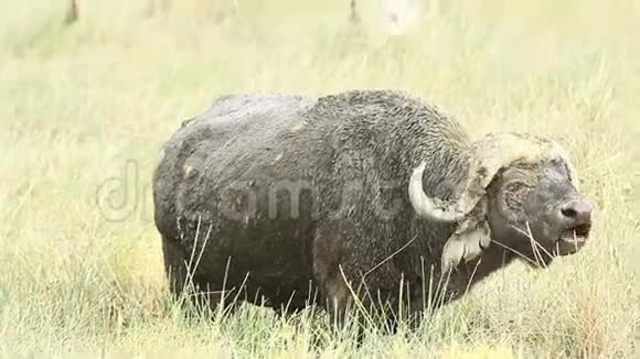 水牛吃草肯尼亚视频的预览图