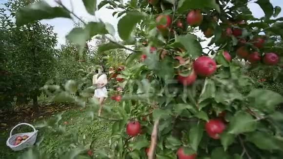 一个美丽的女孩去看种植园在一个阳光明媚的日子概念生物产品天然产品新鲜产品视频的预览图