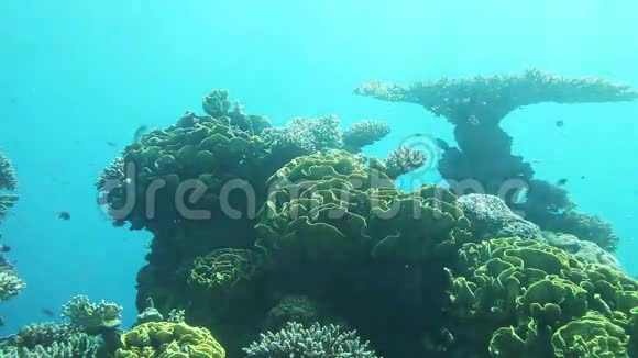 红海的水下生活视频的预览图