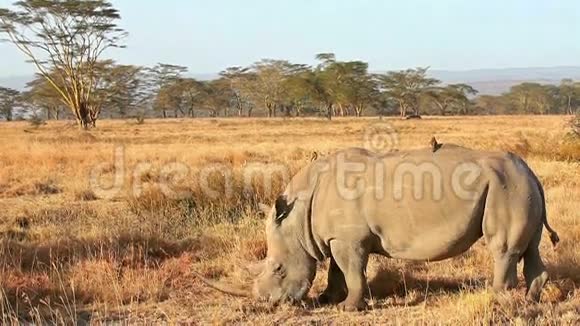 肯尼亚纳库鲁公园的白犀牛视频的预览图