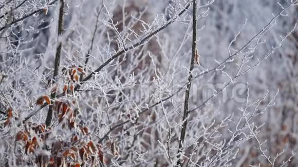枝和黄叶覆盖霜大自然视频的预览图