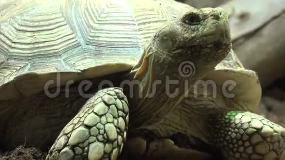 一种海龟爬行动物视频的预览图