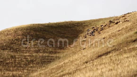 放牧的绵羊视频的预览图