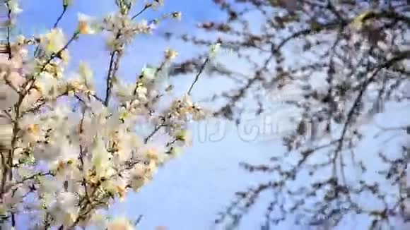 樱花树花开视频的预览图