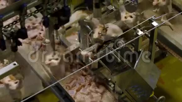 食品加工厂鸡肉视频的预览图