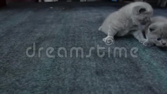 客厅里可爱的小猫视频的预览图