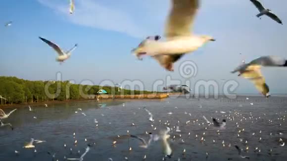 海鸥飞过大海视频的预览图