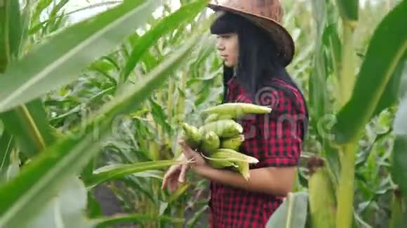 智慧生态是一种收获农业的耕作理念农民女孩植物研究员收获玉米生活方式的COBS上视频的预览图
