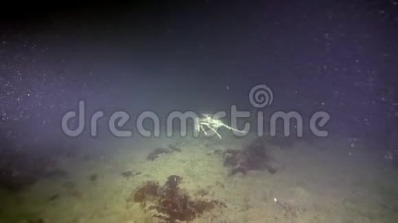 巴伦支海的螃蟹视频的预览图