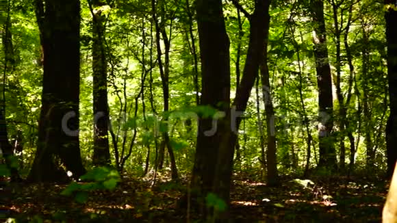 森林树木背景绿色自然景观八月潘声音视频的预览图