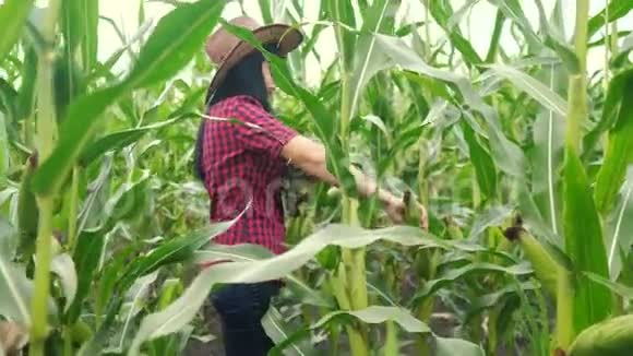聪明的生态收获农业耕作理念生活方式农民女孩植物研究员收割玉米芯视频的预览图