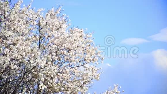 樱花树花开视频的预览图