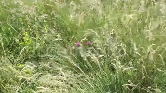 阳光明媚的一天风儿呵护着夏日田野的野花视频的预览图