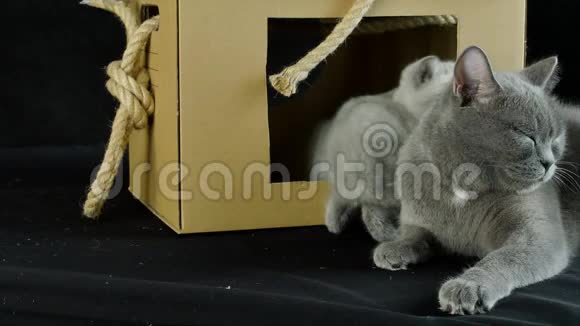 小猫玩纸板箱视频的预览图
